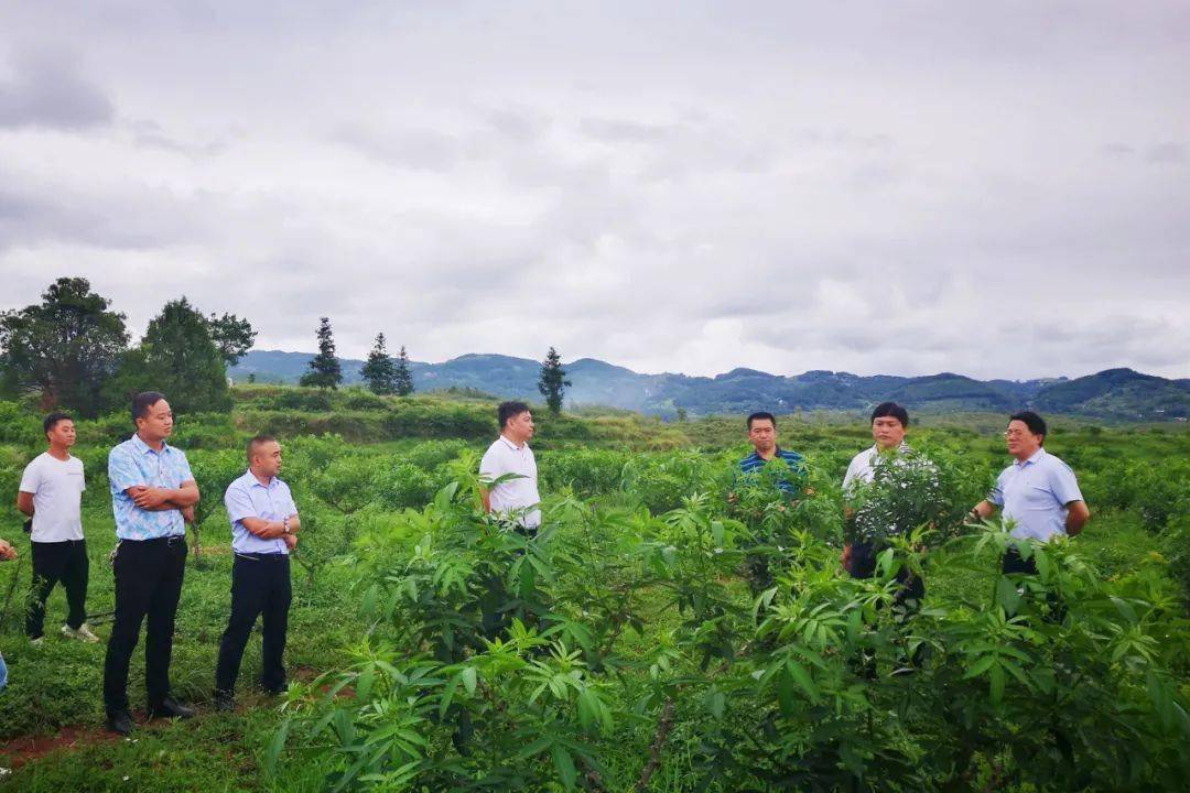 了以县人大常委会党组成员廖永生为组长的花椒产业发展情况调研工作组