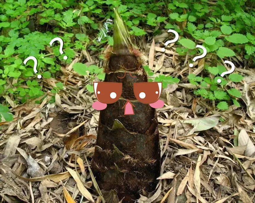 夺笋啊安岳80岁大爷辛辛苦苦挖的笋转头就被偷还和警察玩反侦察