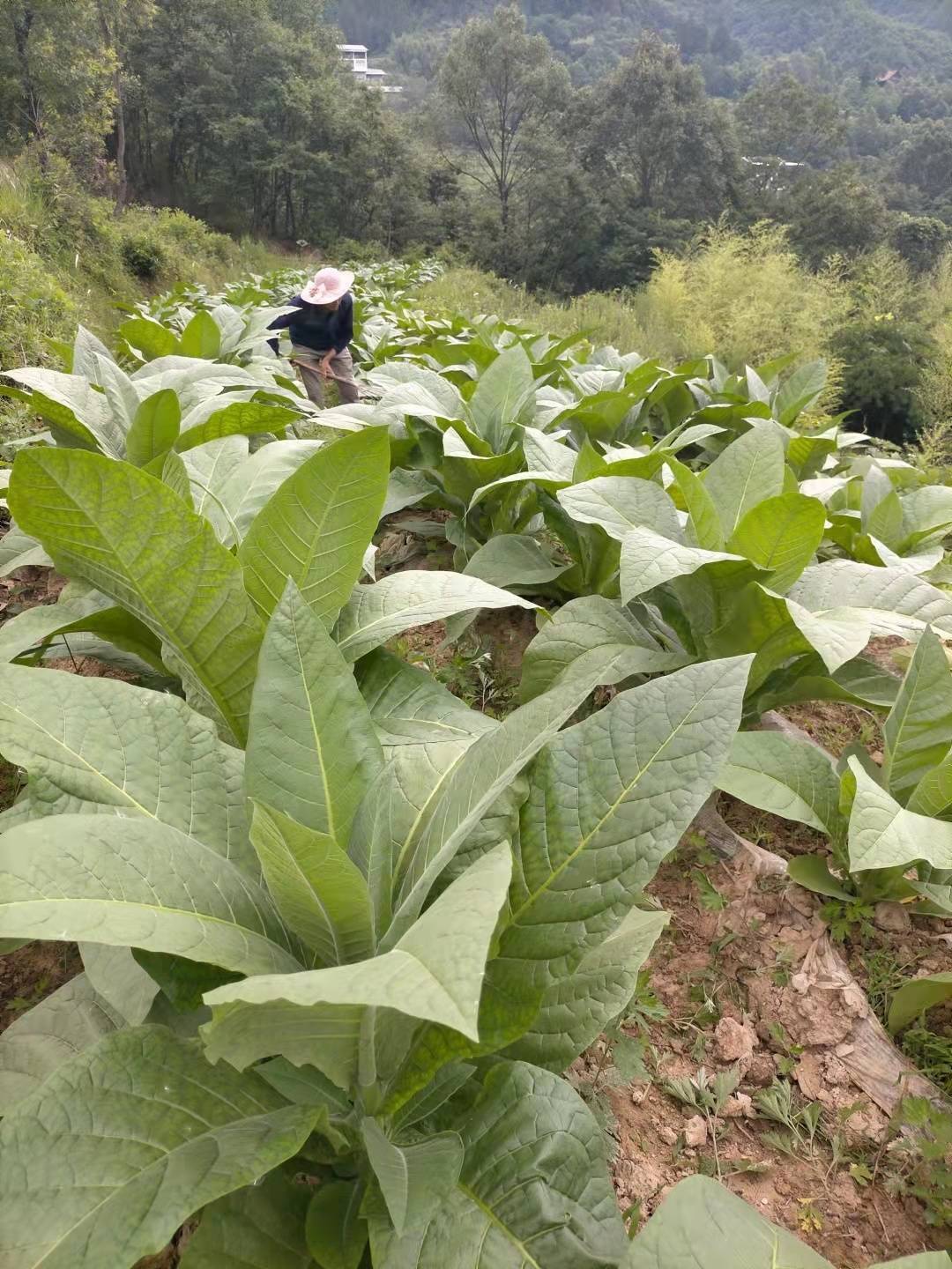 烟叶子变身致富"金叶子" 他要带领乡亲们共赴乡村振兴