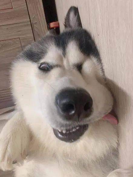 网友无意拍到二哈入睡全过程,画面简直不忍直视,太沙雕了!