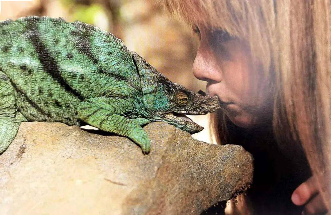 与你共读第一百四十九期生生共读我的野生动物朋友