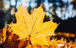 食欲|食欲差、没精神、出汗头晕心慌慌，秋高气爽为何我的“苦夏”挥之不去？