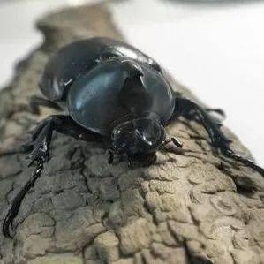 【cop15】来自勐海曼稿保护区的"铠甲勇士":橡胶木犀金龟_幼虫