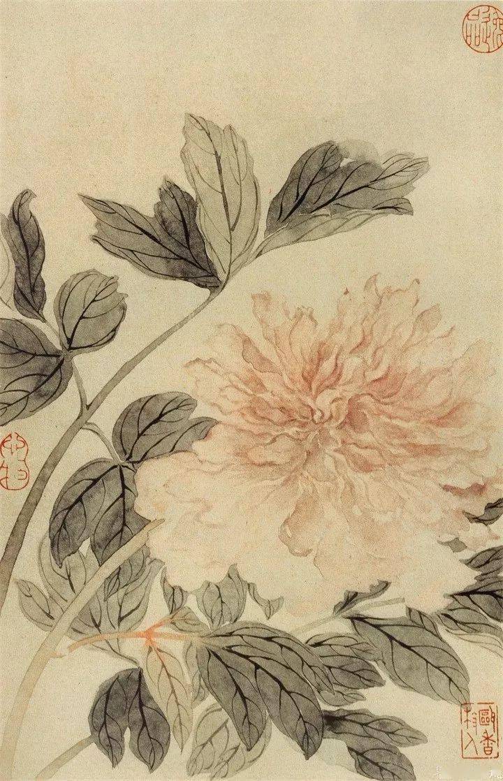 恽寿平最美的没骨花鸟画