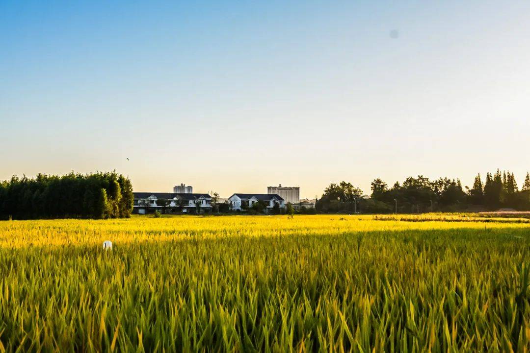 洪雅乡村风景线 