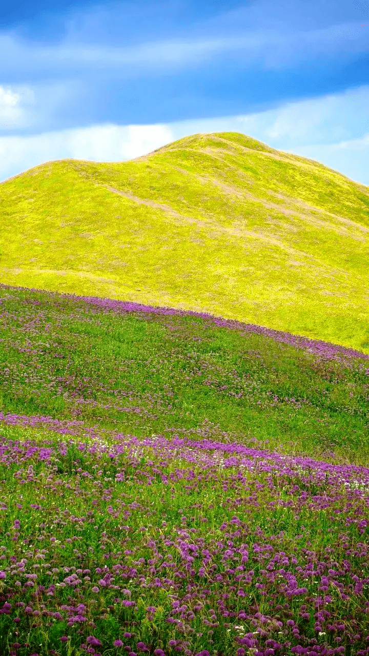 这个全国唯一的高山紫色花海,从7月底开始绽放,8月初小范围成片开放,9