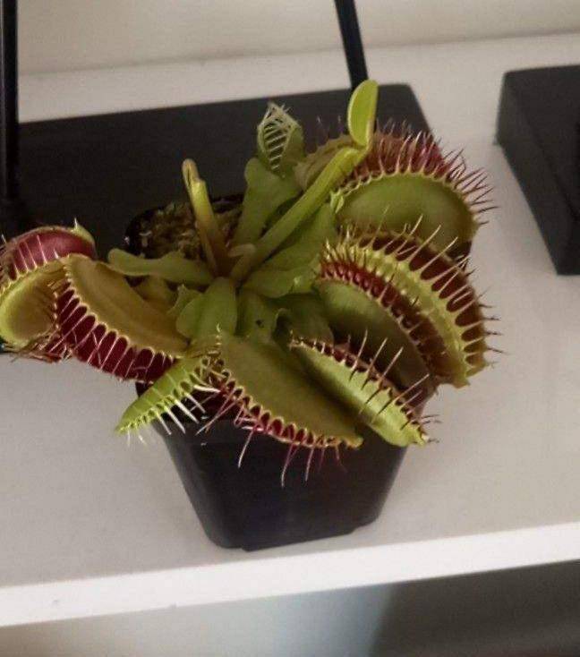 植物也有 肉食性 的 4种食虫植物 养在家里能 灭蚊 猪笼草