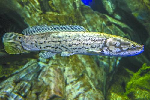 模式|古老的弓鳍鱼，蕴含人类基因秘密