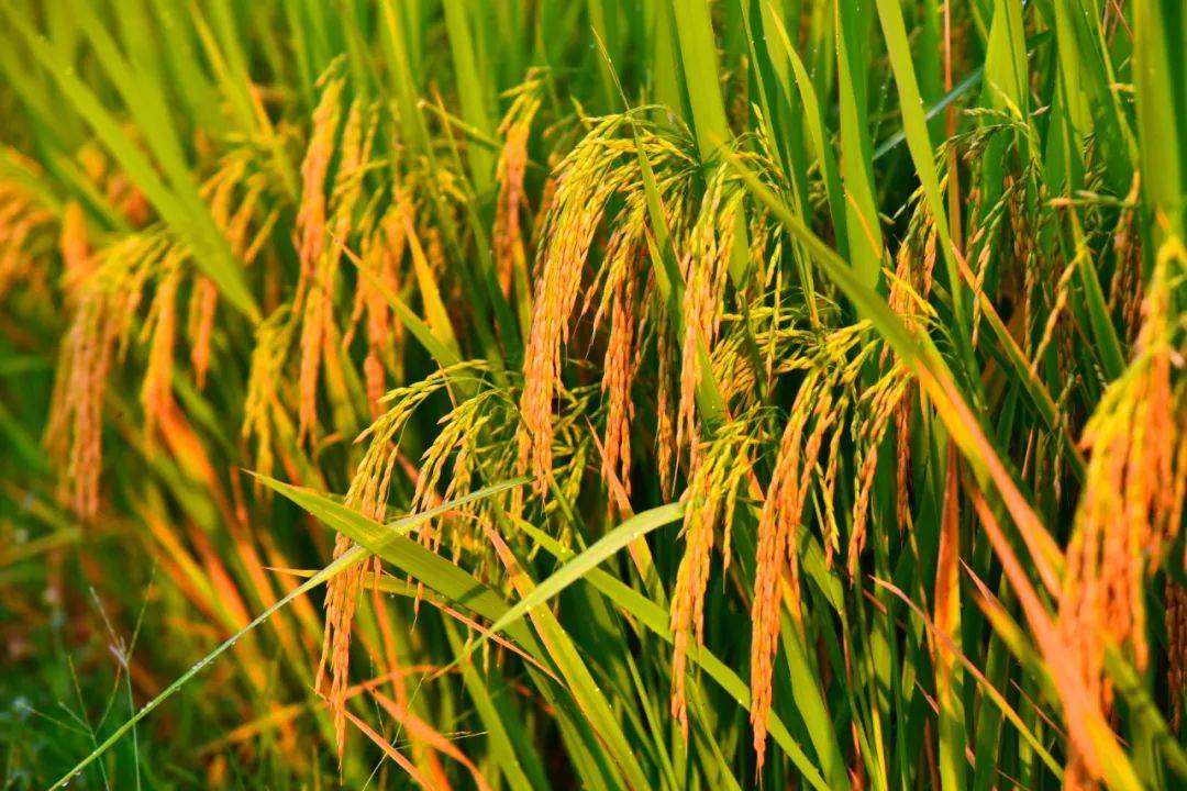 洪雅乡村风景线 | 金色稻田绘就秋天的绝美景色!