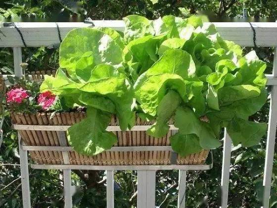 给大家推荐10种适合种在花盆的蔬菜_种植