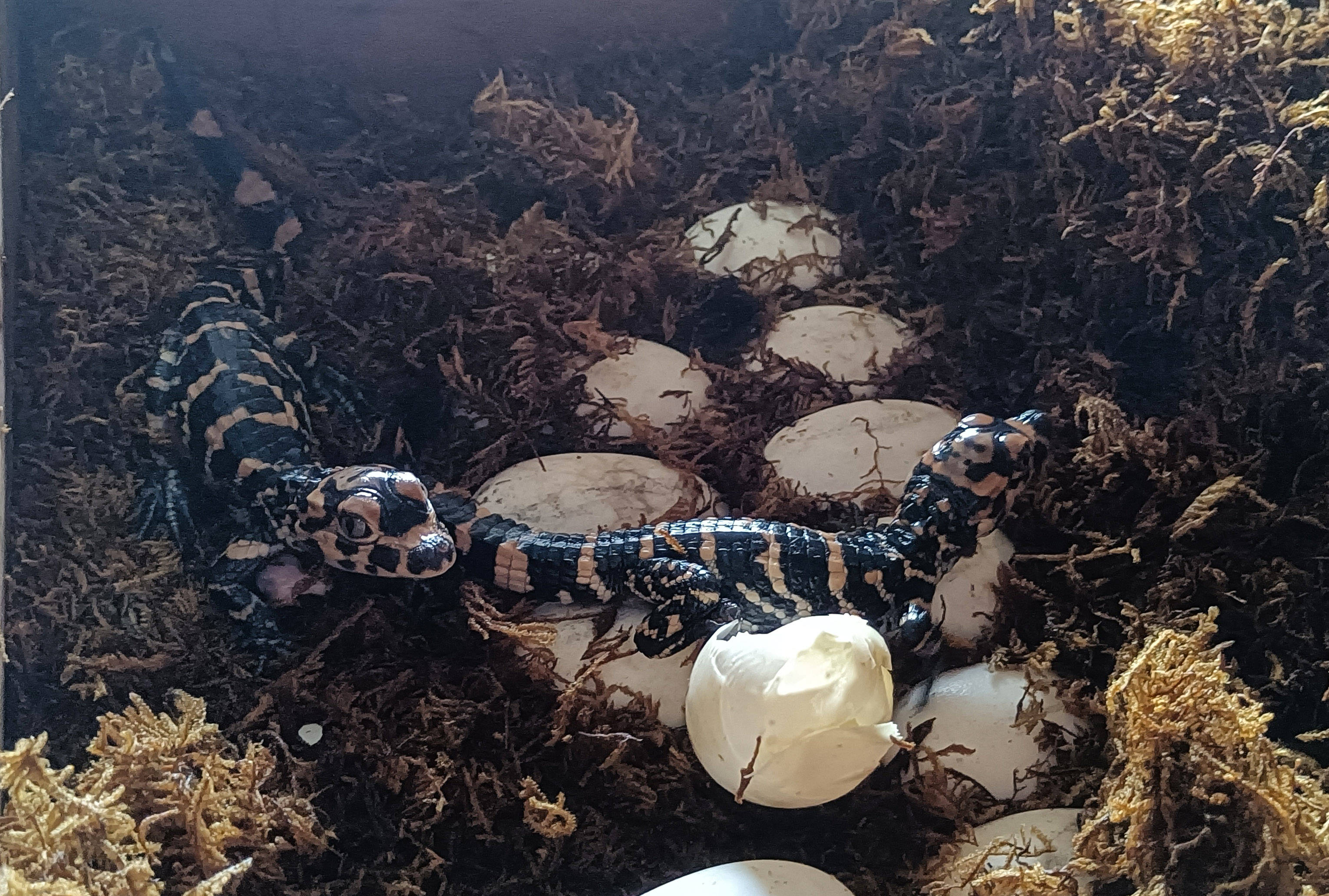 安徽:扬子鳄陆续出壳