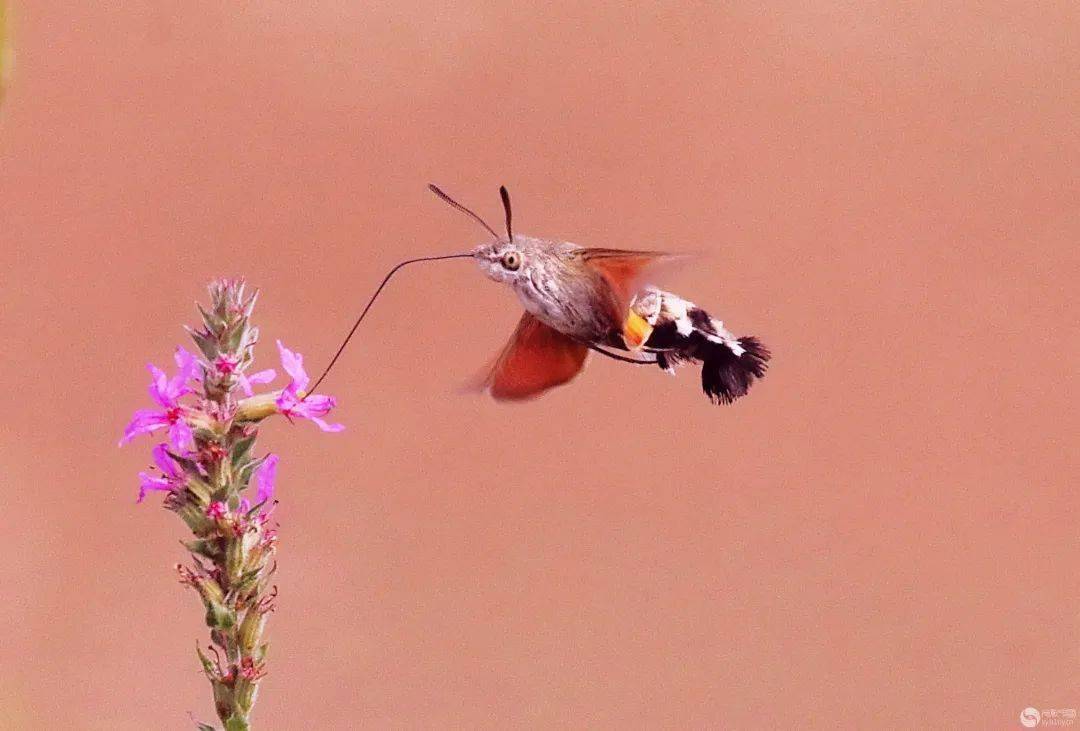 蜂鸟鹰蛾可以卖给谁 ed97531c95e4490a9e507efb8fda2639.jpeg