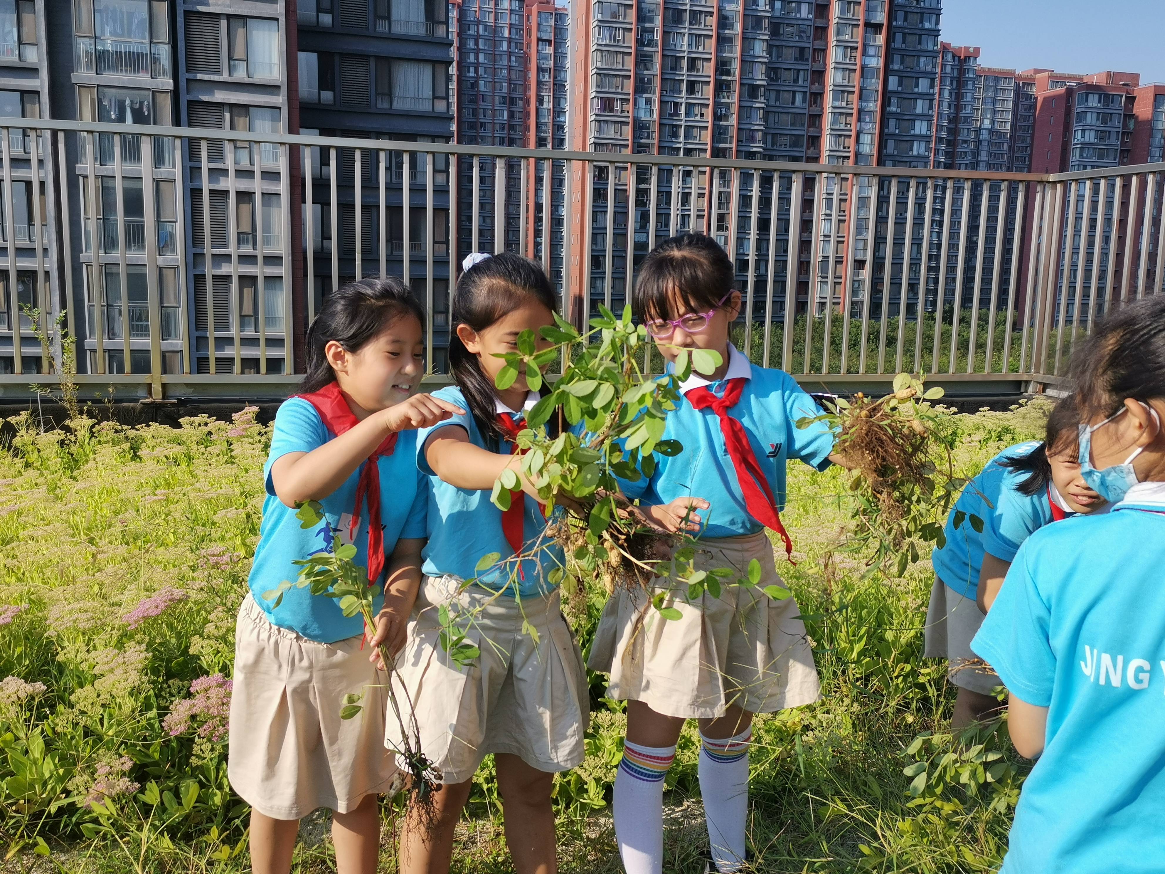 服务|摘花生、采紫苏，开学日京源学校课后服务让学生感受劳动快乐