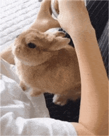 养了一只护食的兔子应该怎么办