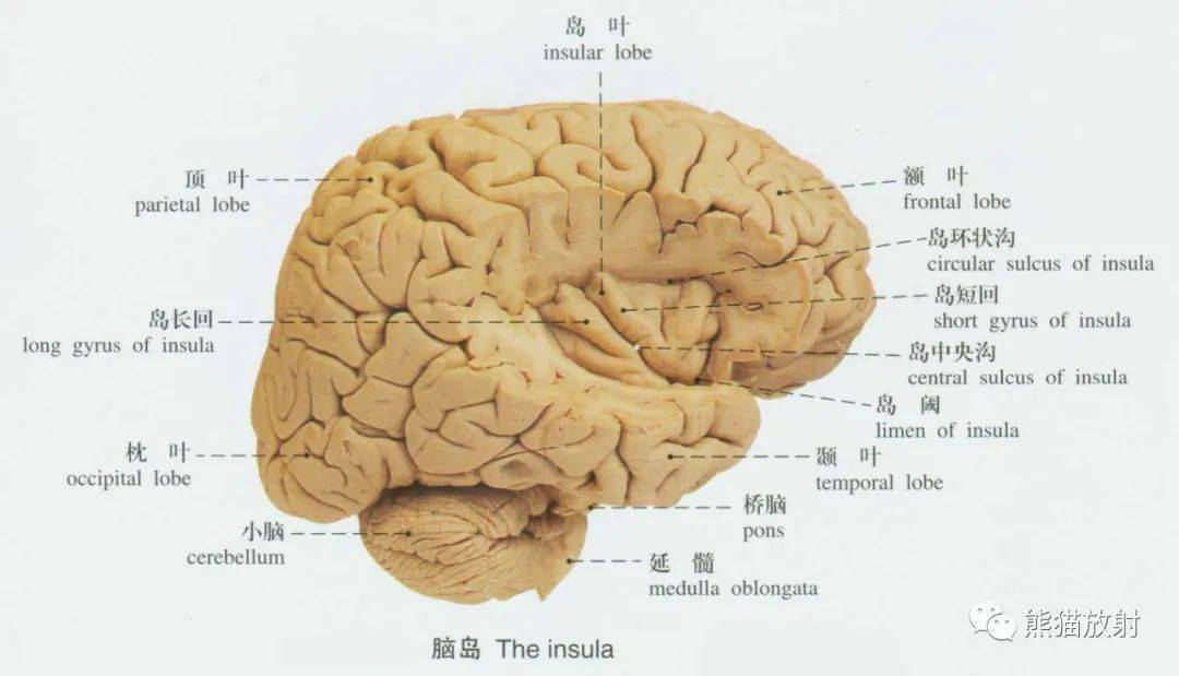 系统解剖标本图谱