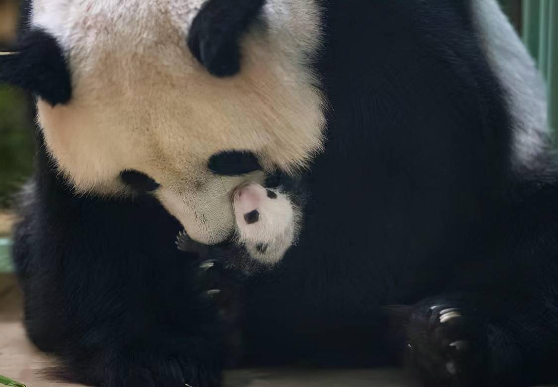 野生大熊猫双胞胎 野生大熊猫找人要吃的