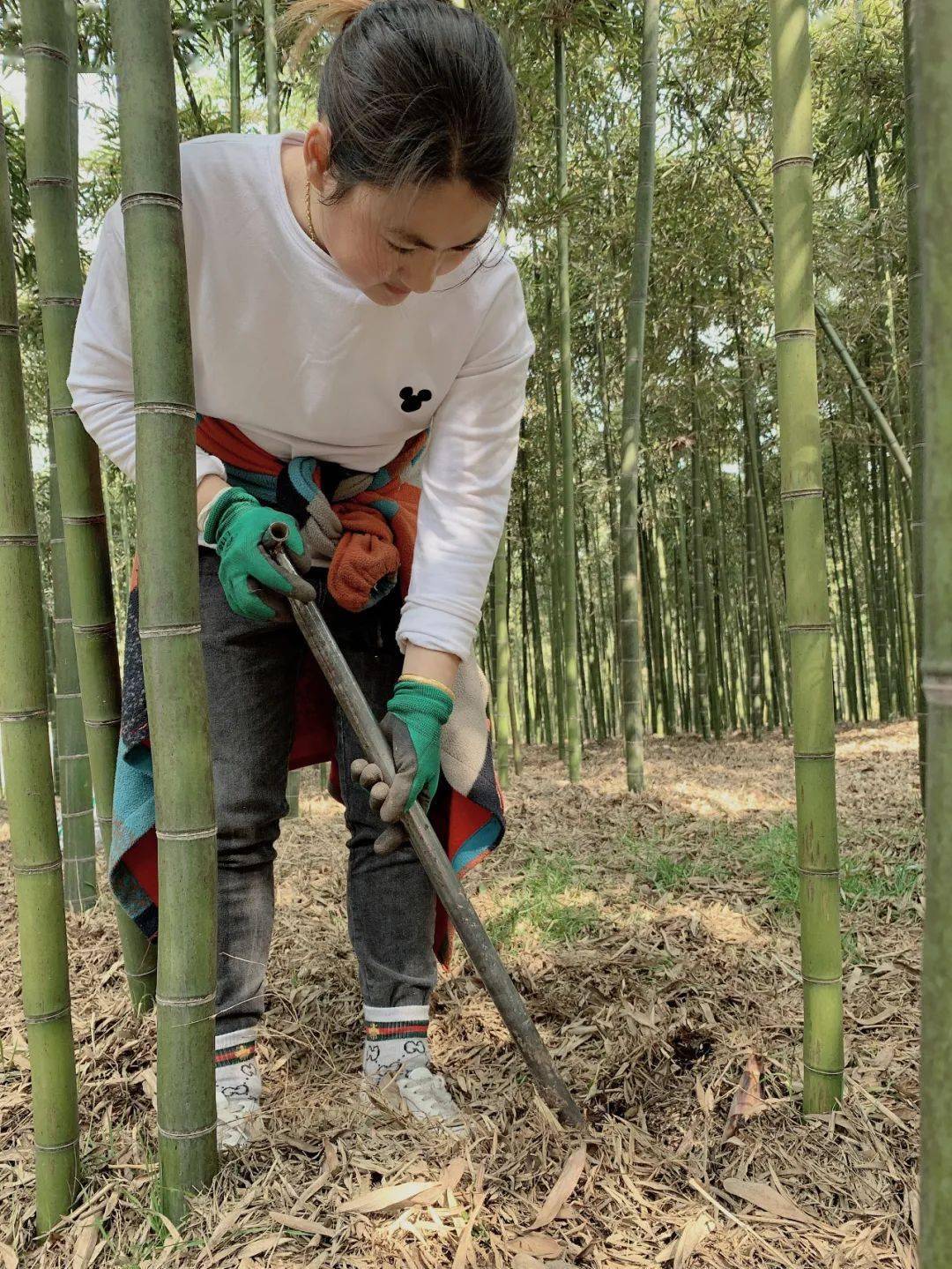 余杭街道苕溪以北的上湖,义桥,竹园,仙宅四个村拥有早竹林6200多亩.