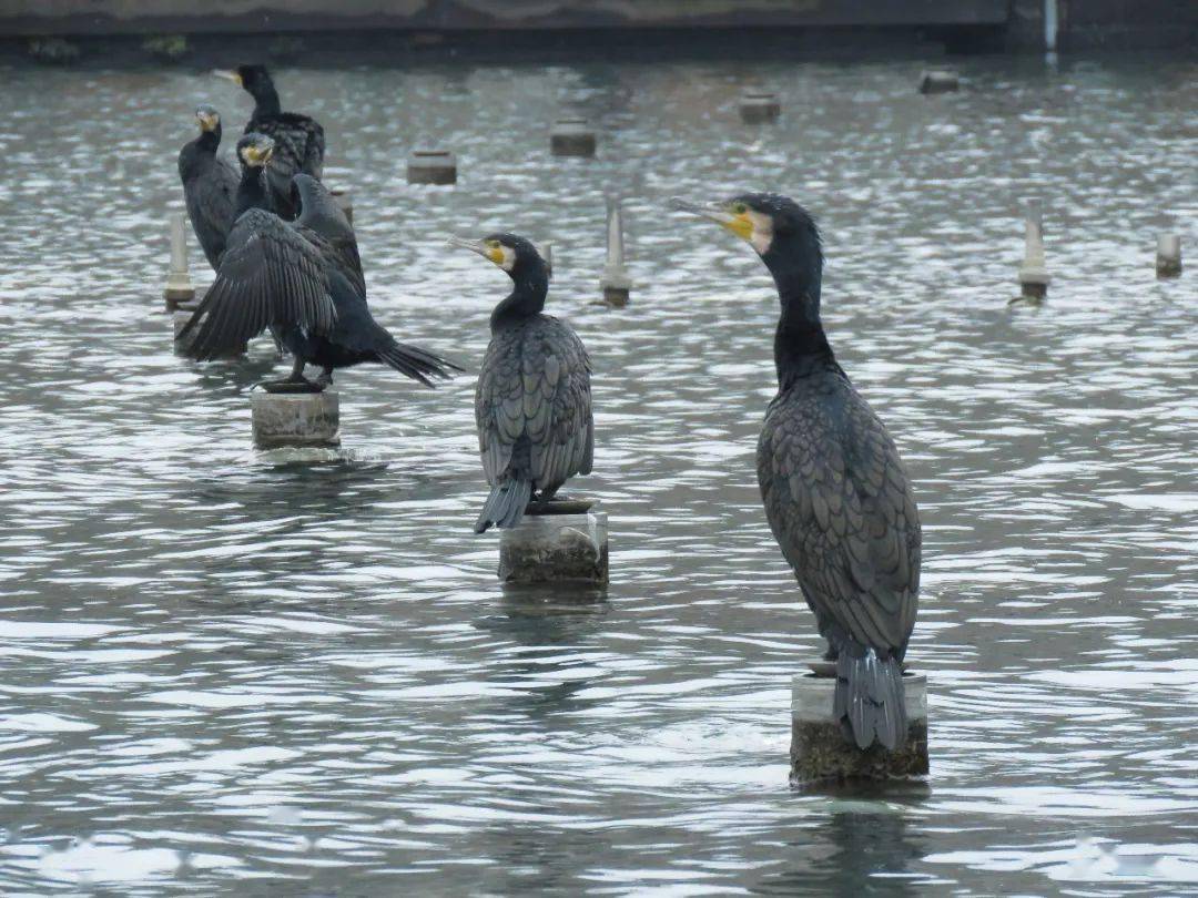 灵动西湖·水鸟专辑 ⑦ | 西湖第一只冬候鸟——普通鸬鹚_杭州