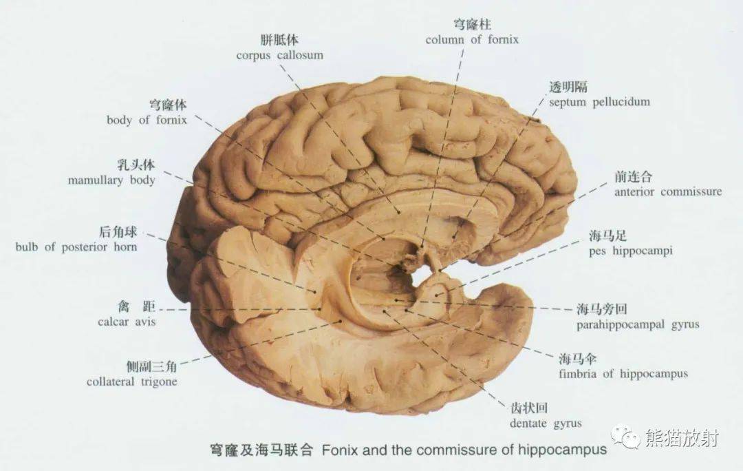 系统解剖标本图谱