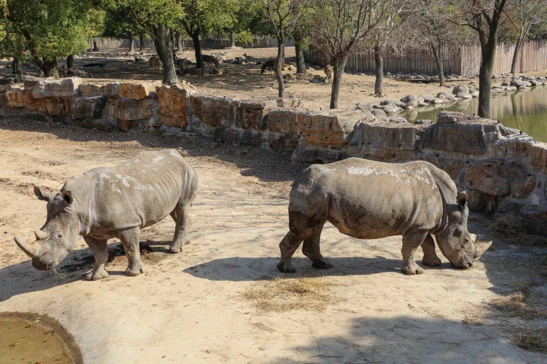 谁是 犀牛之王 你知道吗 上野 新闻时间