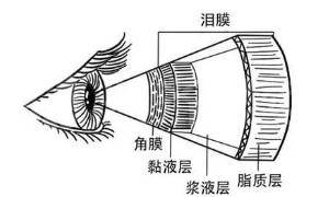 油脂|头晕、视物不清、流泪怕光，甚至失明，都是因这个很多人都有的眼病而起？