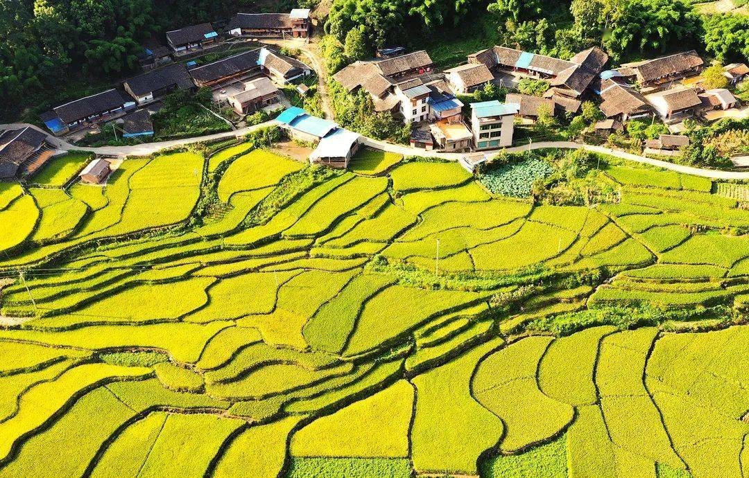 鸟瞰水稻田 忠县县委宣传部供图
