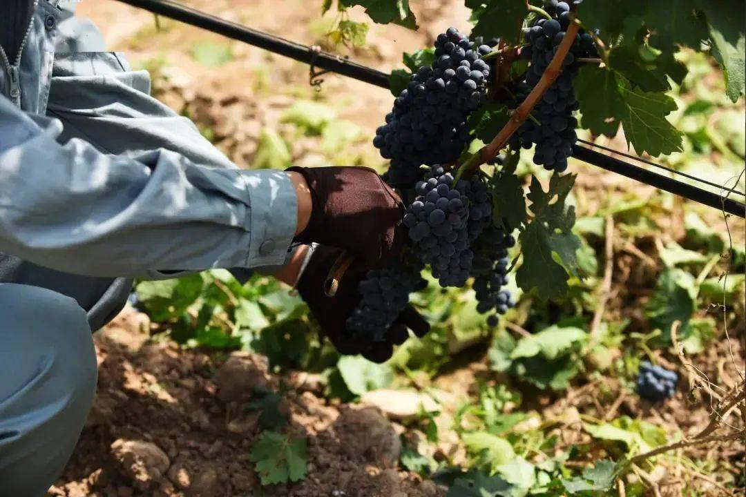 葡萄|周末好时光,沿着贺兰山东麓寻源、探秘、品鉴,来一场与众不同的酒庄之旅!