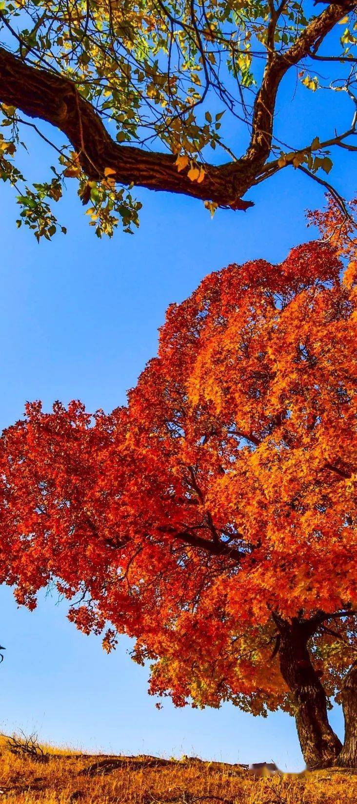 "枫"景独好,奔赴一场秋天的约会!_枫林