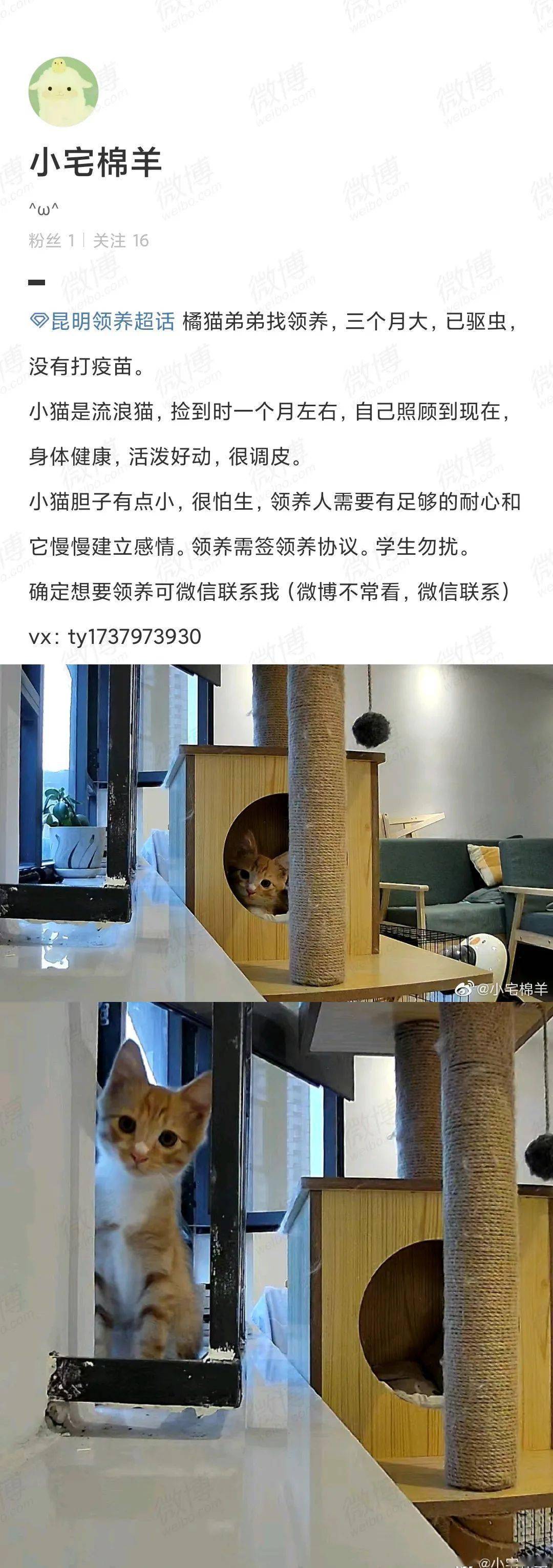 【猫咪领养】三个月大橘猫弟弟寻领养