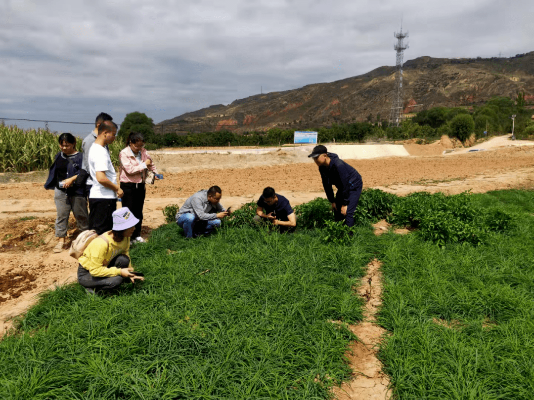 龙门镇:药材专家田间地头指导藏柴胡种植