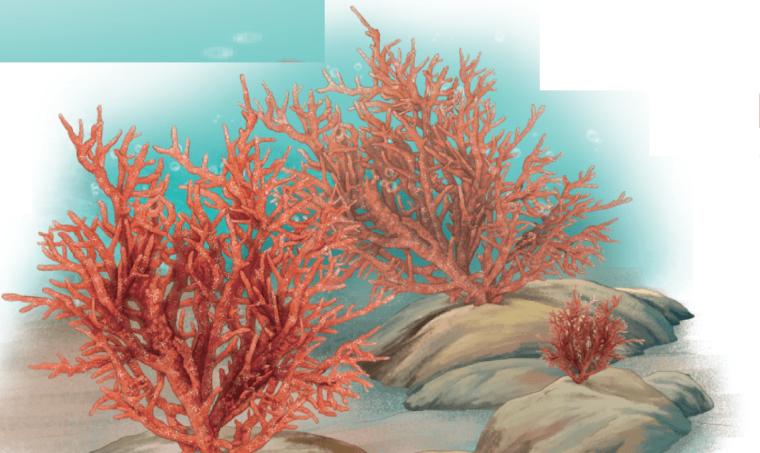 石花菜常见于亚热带海域,一般生长在温暖又遮阳的浅海海底,用假根固着