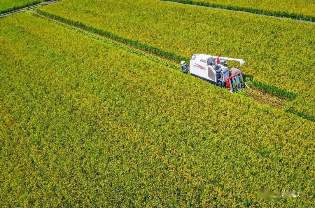 松江大米早稻开镰9月6日首批新米上市