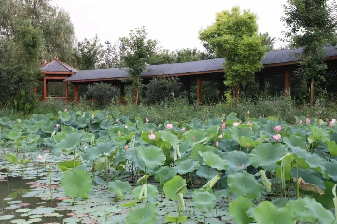 长丰夏日小美好,藏在这几个字里