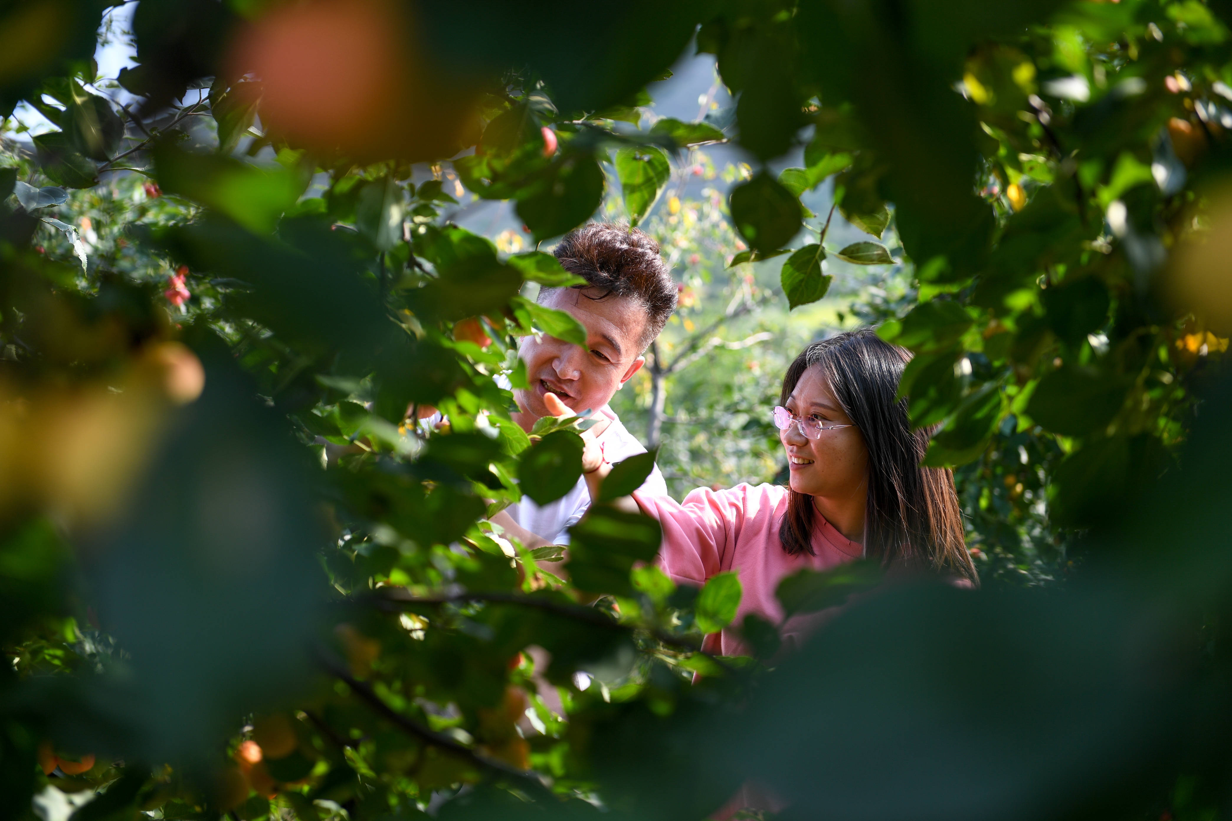 9月4日,游客在内蒙古兴安盟突泉县学田乡林果地中采摘沙果.