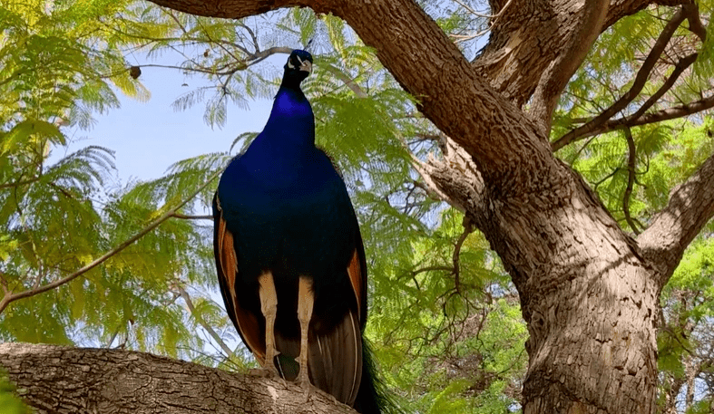 孔雀泛滥成灾,洛县立法喂孔雀成犯行,最高六个月监禁