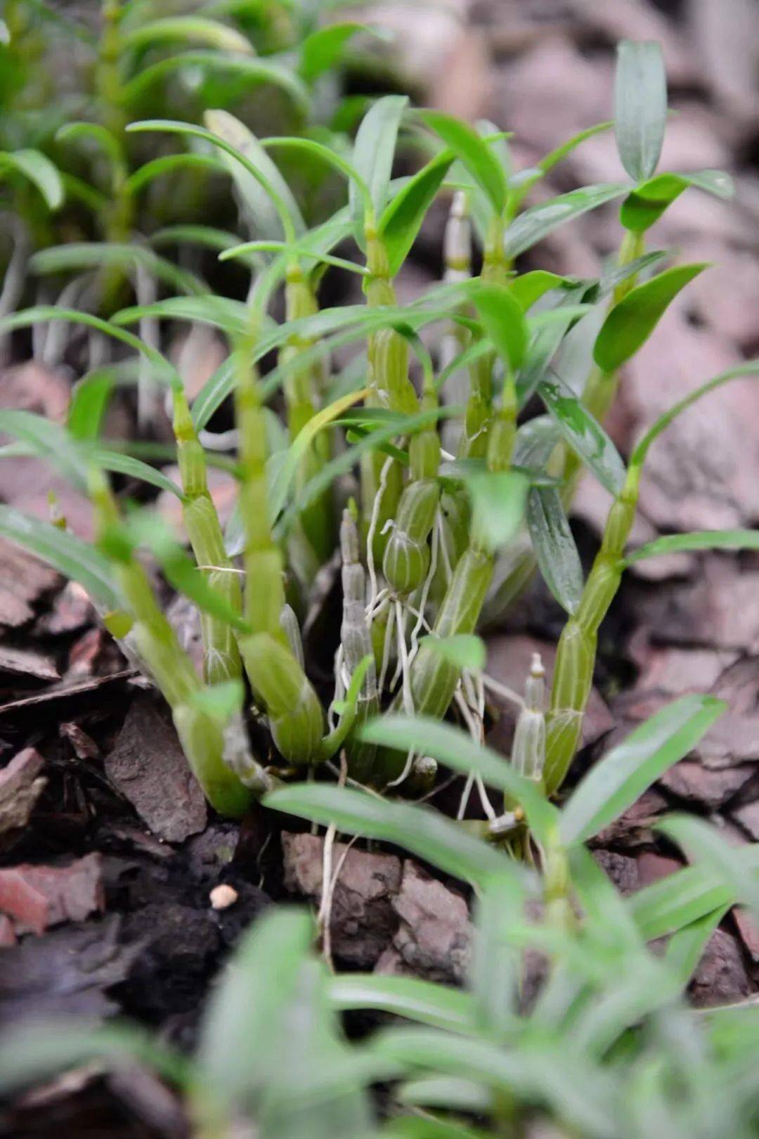 中国九大仙草之首野生的无价