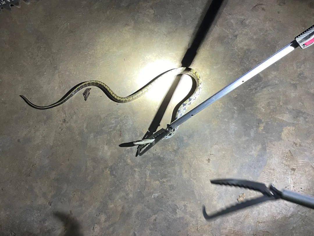 石屏消防员变身捕蛇达人!_异龙镇