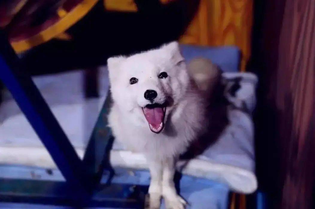 海洋之星2.0獠犬多少钱 0973770adabb4b5cae37c859c8183112.jpeg