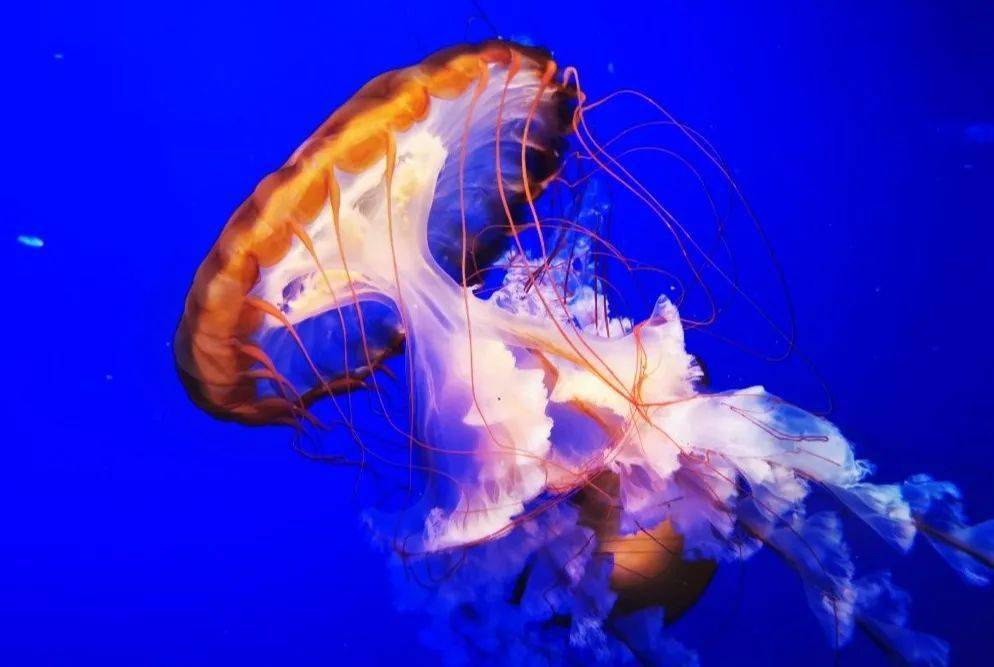 海洋大世界动物园 23a82ff6a3d643c8ae952cec8850fd8f.jpeg