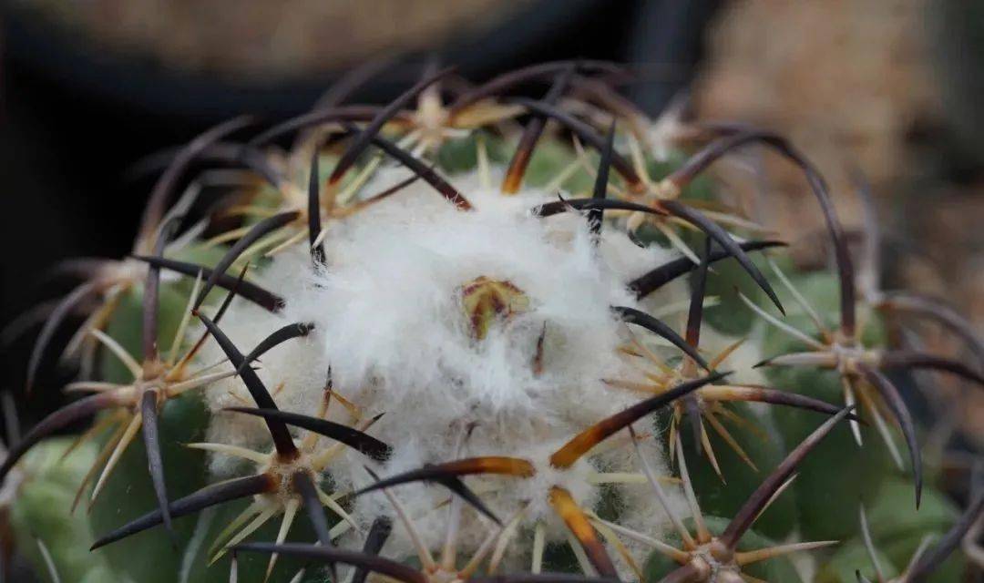 供大家参考:总的来说,钢钉在强刺的仙人球里面算是很好养的,但是想要