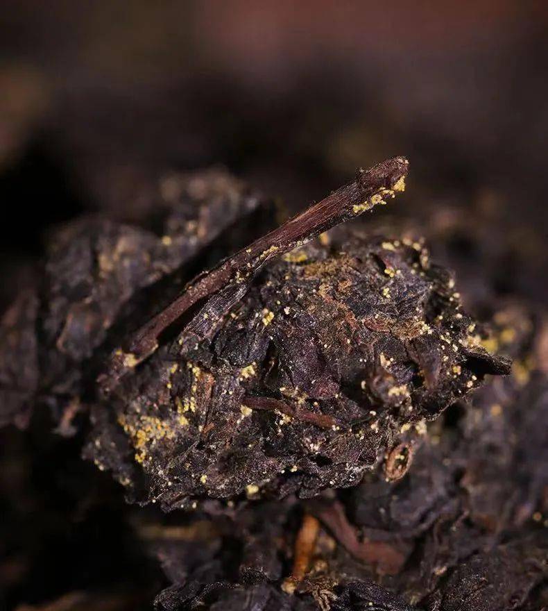 【今日头条】黑茶里的"金花"的五个特别之处