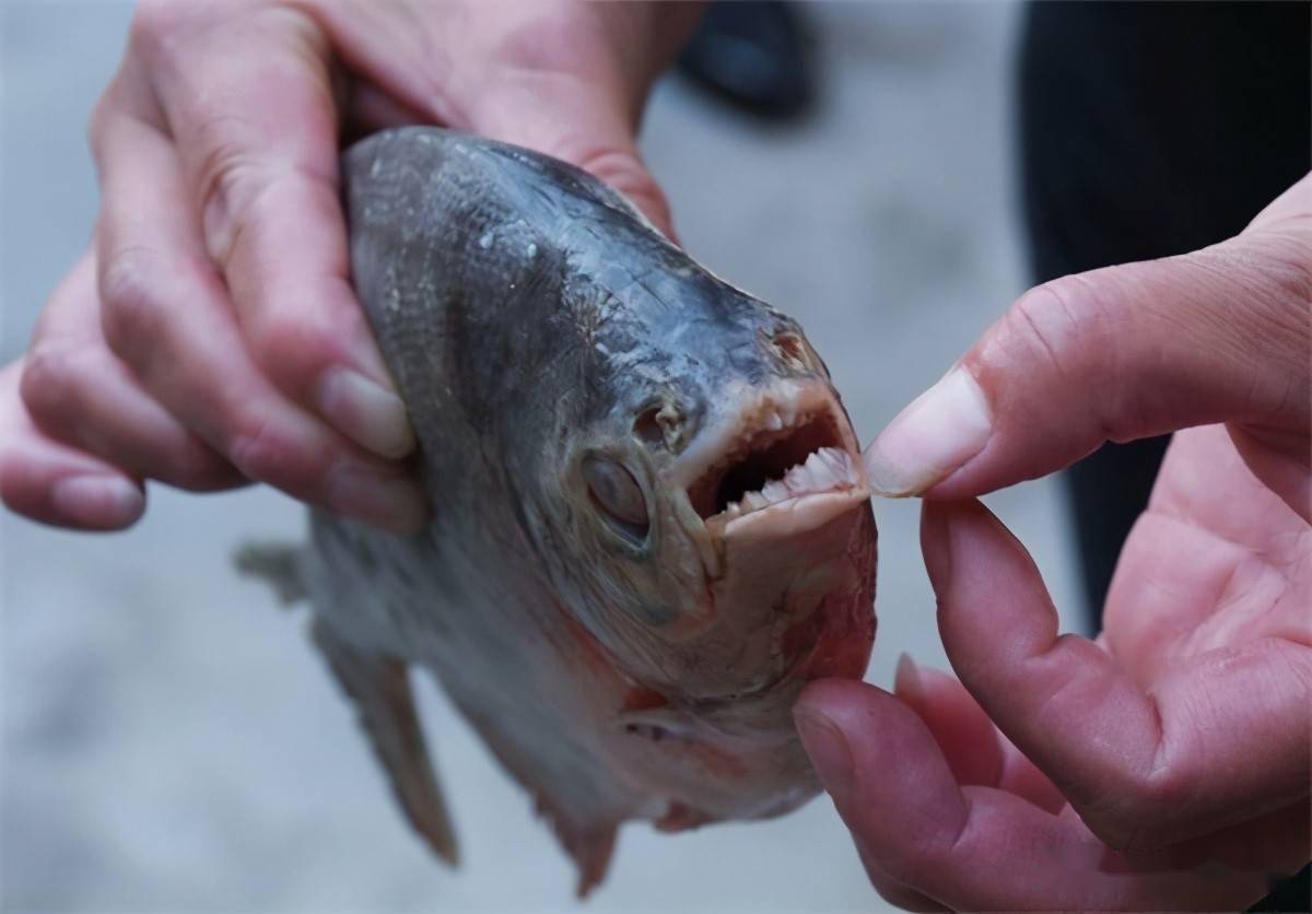 兇猛堪比食人魚卻被養廢掉如今成垃圾魚市場難見到