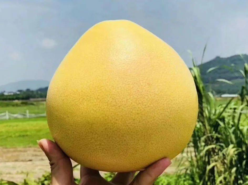 怎么挑选柚子比较嫩 ad9f0b47121c42e1975e7b90b2ba183f.jpeg