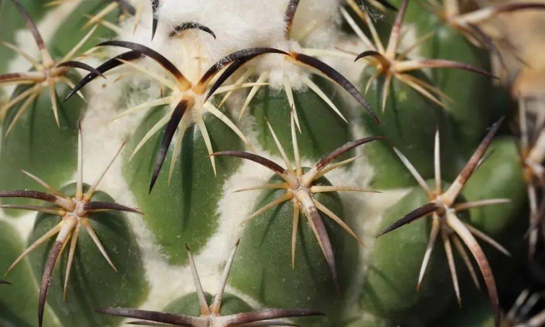 供大家参考:总的来说,钢钉在强刺的仙人球里面算是很好养的,但是想要