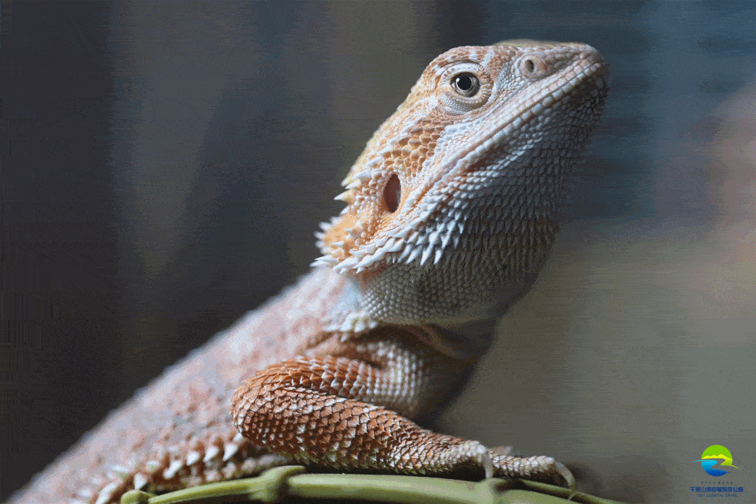 1080_720gif 动态图 动图