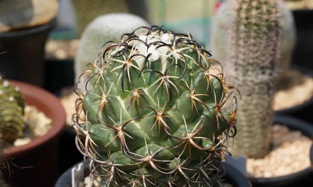 供大家参考:总的来说,钢钉在强刺的仙人球里面算是很好养的,但是想要