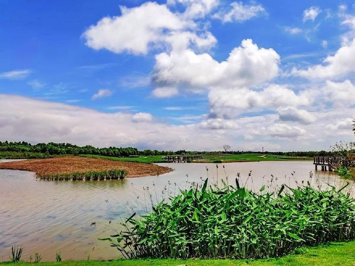 夏游东滩湿地公园原生态的自然状态有一种亲近大自然的享受