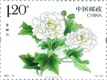 花卉|木芙蓉特种邮票今日正式发行