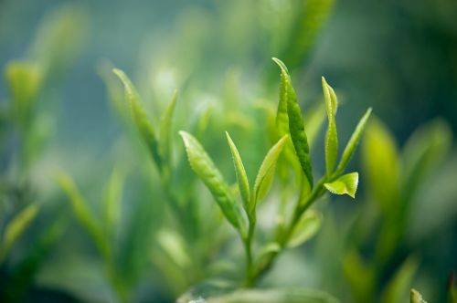 口感|知识小课堂丨普洱的纯料茶与拼配茶