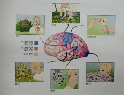 鼎鼎大名的 阅读中枢,即图中的"视觉词形区(又称"角回)